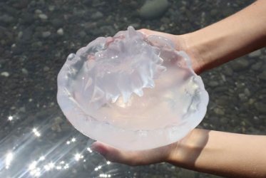 Alerta medusas: qu hacer cuando nos pica una en la playa